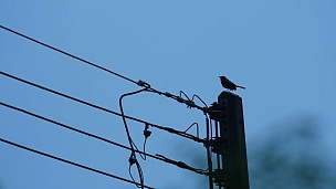 以蓝天为背景的雨后电线上的鸟