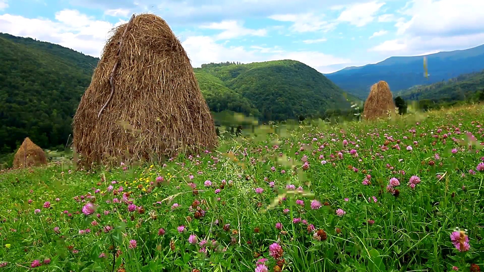 夏季景观