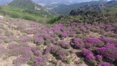 亚洲韩国Hapcheon Hwangmae山的杜鹃花