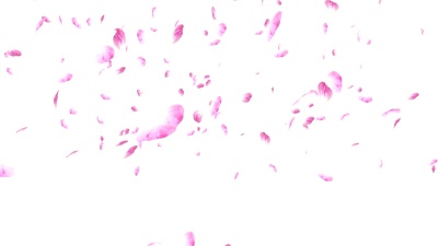 粉红色的玫瑰花瓣在白色背景上飘落和旋转。情人节慢动作高清动画，特写