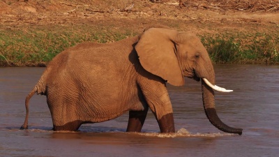 非洲大象，非洲Loxodonta africana，河边成人饮用水，肯尼亚桑布鲁公园，实时 
