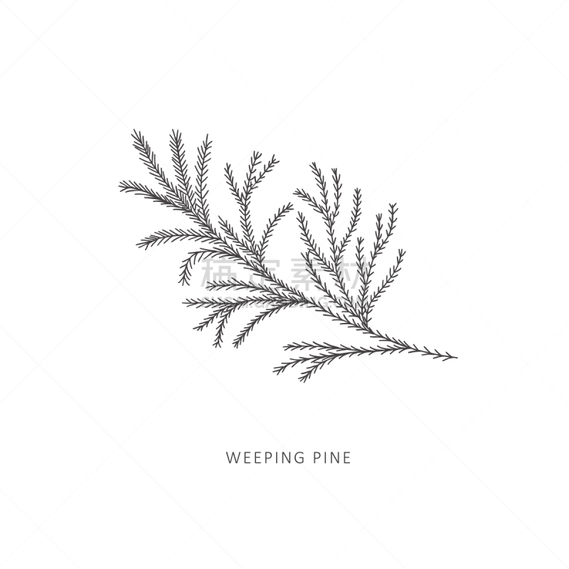 植物,线条画,枝,矢量,动物手,插画,背景分离,复古风格,枝繁叶茂,现代