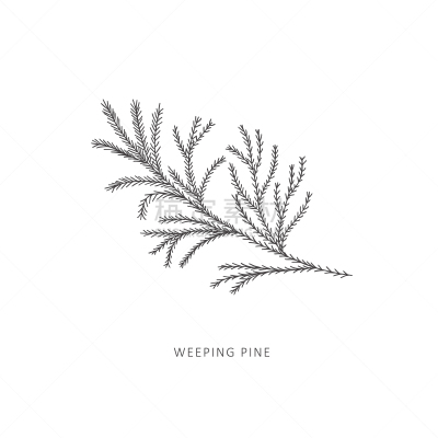 植物,线条画,枝,矢量,动物手,插画,背景分离,复古风格,枝繁叶茂,现代
