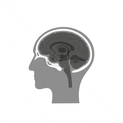 绘画插图,头骨,矢量,分离着色,生物学,有序,健康保健,侧面,半球体,背景分离