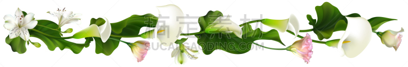白色,绿色,式样,水平画幅,马蹄莲,叶子,洋桔梗,国境线,背景,花