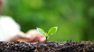 种一棵树在大自然中浇灌一棵树咖啡树