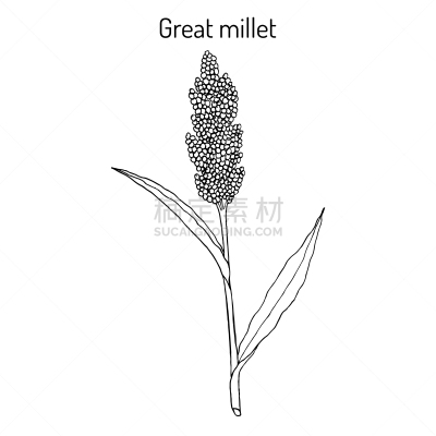 杂色的,高粱,稷,非凡的,谷物,食品,植物群,草,农场,喂养