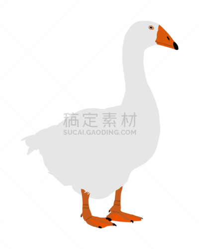 分离着色,牲畜,白色背景,丘陵鹅,可爱的,农业,动物主题,野生动物,食品,自然美