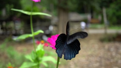 蝴蝶