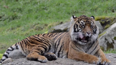 Tiger  视频