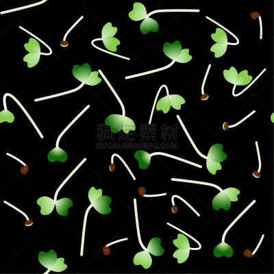 microgreens komatsuna sprouting seeds a plant