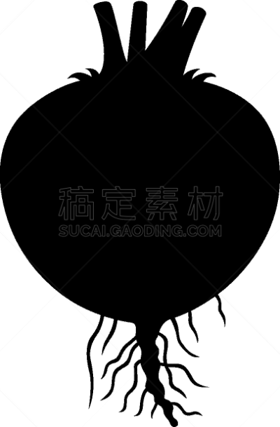 芜菁,蔬菜,食品,图像,素食,根部,农场,矢量,油菜科,设计