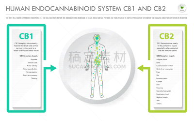 顺序,人,分子,受体,淋巴系统,植物,香熏油,炎症
