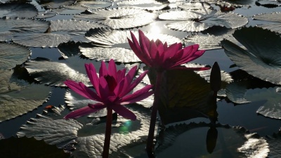 莲花在早晨反射阳光。
