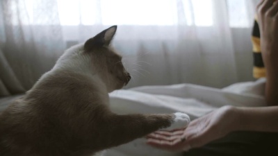 猫的脚踝在卧室里轻拍她的女人。