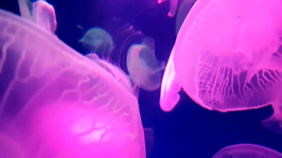  。一组荧光粉红色水母在水族池中游泳。透明的水母水下镜头与发光的美杜莎在水中移动。海洋生物壁纸背景。