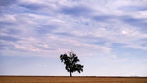 孤零零的树站在秋天的田野里。背景是多云的天空。延时摄影。