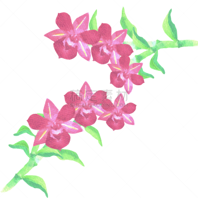 red dendrobium orchid with green leaves in