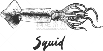 痕迹,雕刻图像,乌贼,生物学,可爱的,触须,清新,食品,装饰