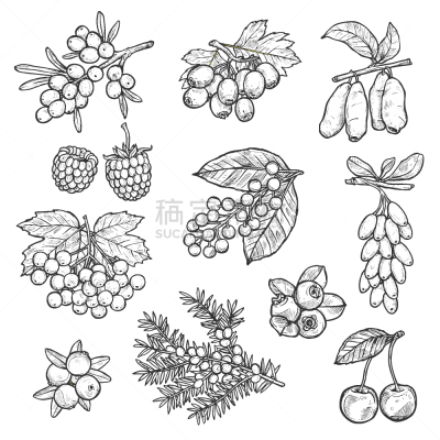 草图,森林,浆果,农场,山楂,插画,生物学,农业,食品,收获
