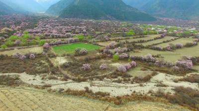 西藏林芝桃花