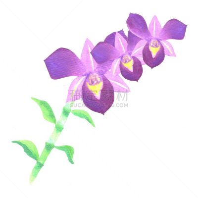 purple dendrobium orchid stalk with leaves in