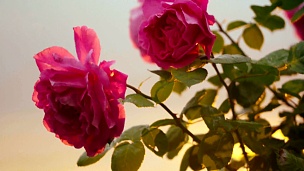 粉红色的玫瑰在日落的微风中摇曳