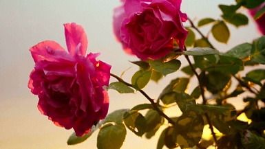 粉红色的玫瑰在日落的微风中摇曳