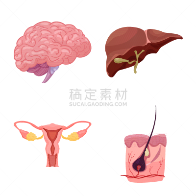 人,符号,人类的生殖器官,卵巢,胆囊,主动脉,头皮,头发
