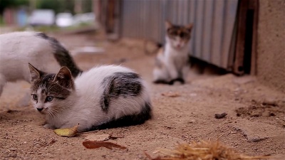 小猫兄弟姐妹