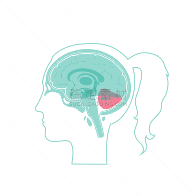 绘画插图,小脑,矢量,生物学,有序,健康保健,侧面,半球体,背景分离,女人
