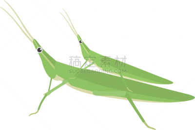 蝗虫,生物学,自然,背景分离,野生动物,图像,大蚱蜢,蚱蜢,动物家庭,生物