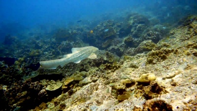濒危物种斑马豹鲨鱼(Stegostoma Fasciatum)游泳