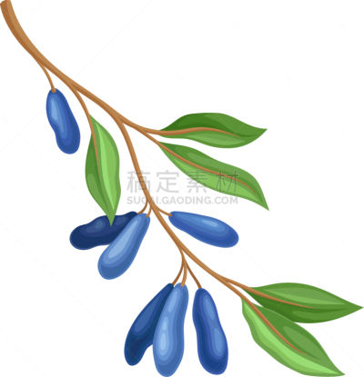 honeysuckle twig with green leaves isolated on