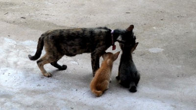 猫舔小猫