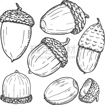 set sketch forest acorns