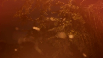 抽象的圣诞背景与新年树。飘落的雪。灯光闪烁和波克。镜头光斑。