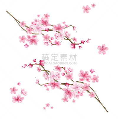 粉色,花瓣,樱之花,华丽的,传统,樱桃,婚礼,模板,写实,树