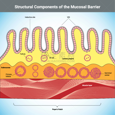 mucosal,计算机部件,建筑施工屏障,纤毛,健康保健,粘液,平视角,固有层,粘膜,毛囊