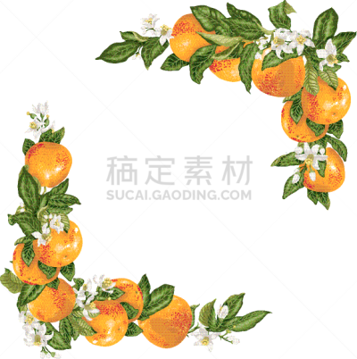 枝,葡萄柚,边框,请柬,婚礼,枝繁叶茂,自然美,装饰,复古,绘制