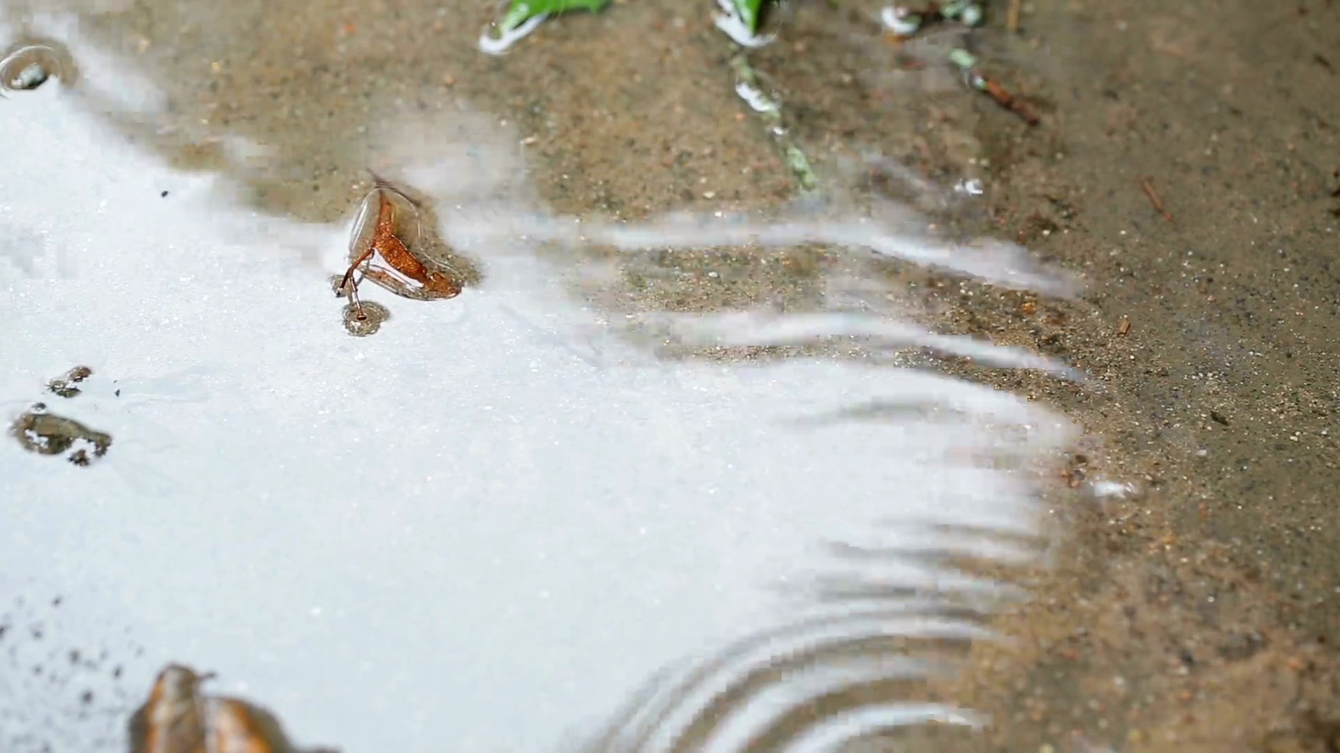 水坑里的雨滴