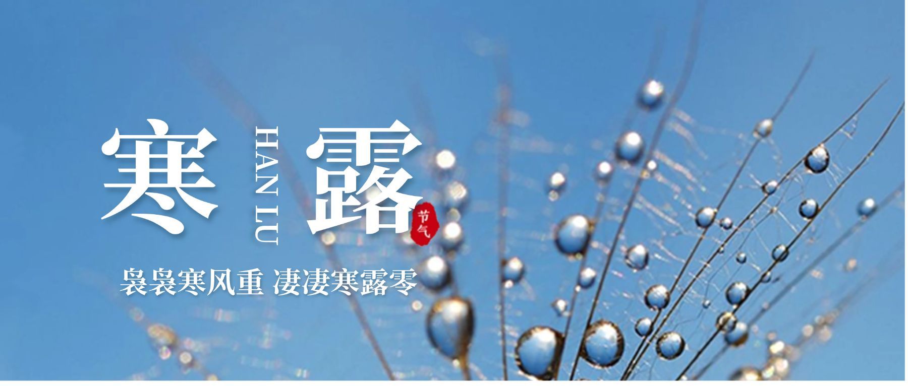 寒露/实景/公众号首图