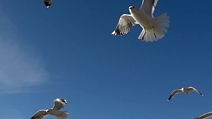 天空中的海鸥。慢动作。1000帧