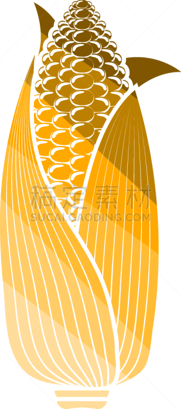 玉米,图标,农业,蔬菜,谷物,清新,食品,熟的,成分,农场