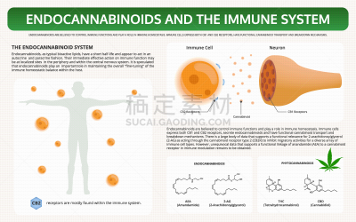 信息图表,水平画幅,脂肪细胞,植物,香熏油,心血管系统,痛苦