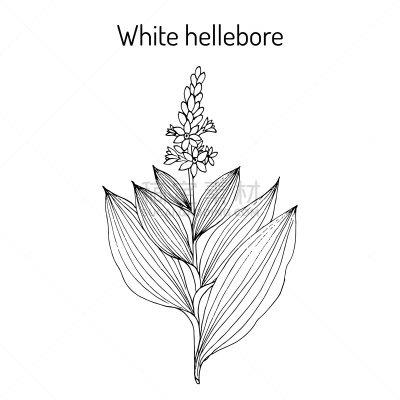 white hellebore veratrum album medicinal plant