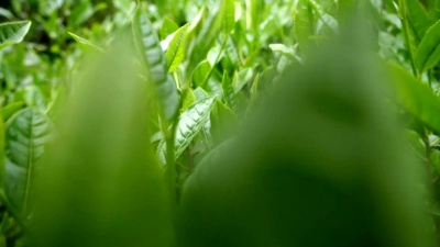 茶叶