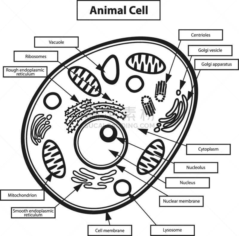 动物细胞,生物学,矢量,健康保健,细胞质,人,膜,细胞核,图像,科学