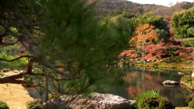 平移 观赏日本秋叶园