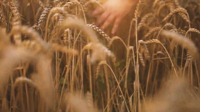 人类行走和触摸小麦
